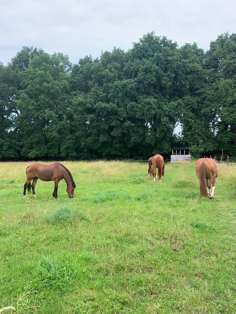PAARDENMEST THUISGEBRACHT, Tuin en Terras, Aarde en Mest, Verzenden, Mest