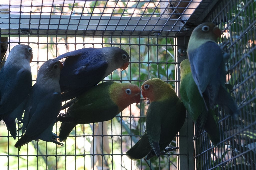 agapornis fisheri, Geslacht onbekend, Dwergpapegaai of Agapornis