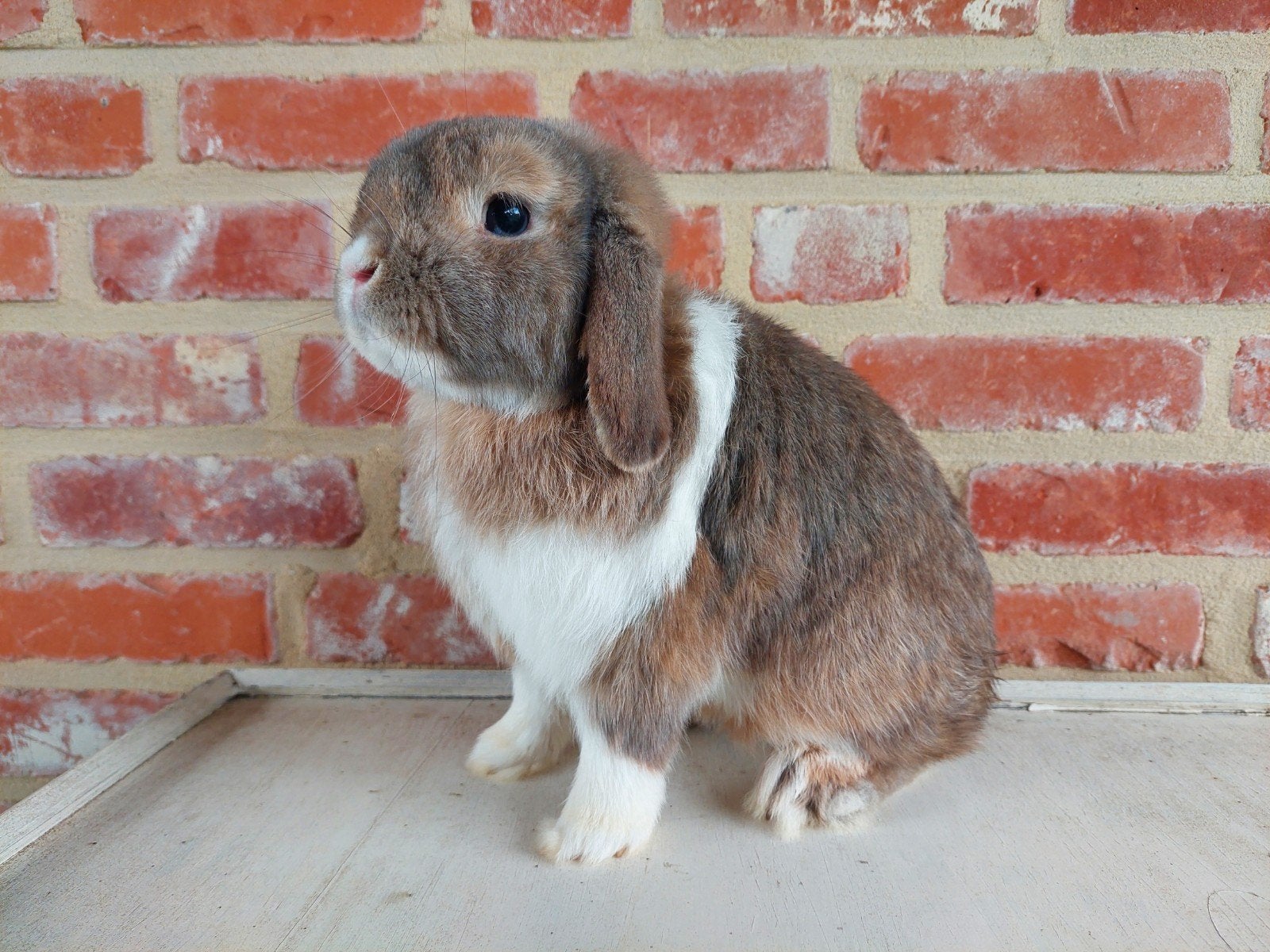 Prachtige minilop rammelaar, Animaux & Accessoires, Lapins