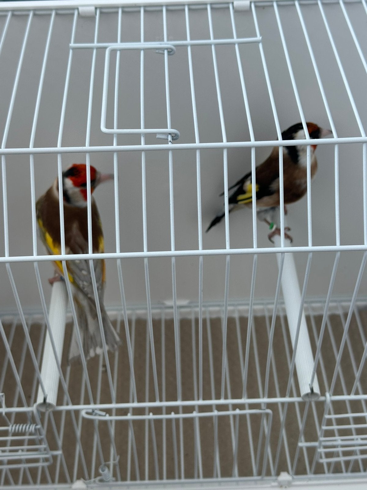 Chardonnerets majors pheao, Mâle, Domestique
