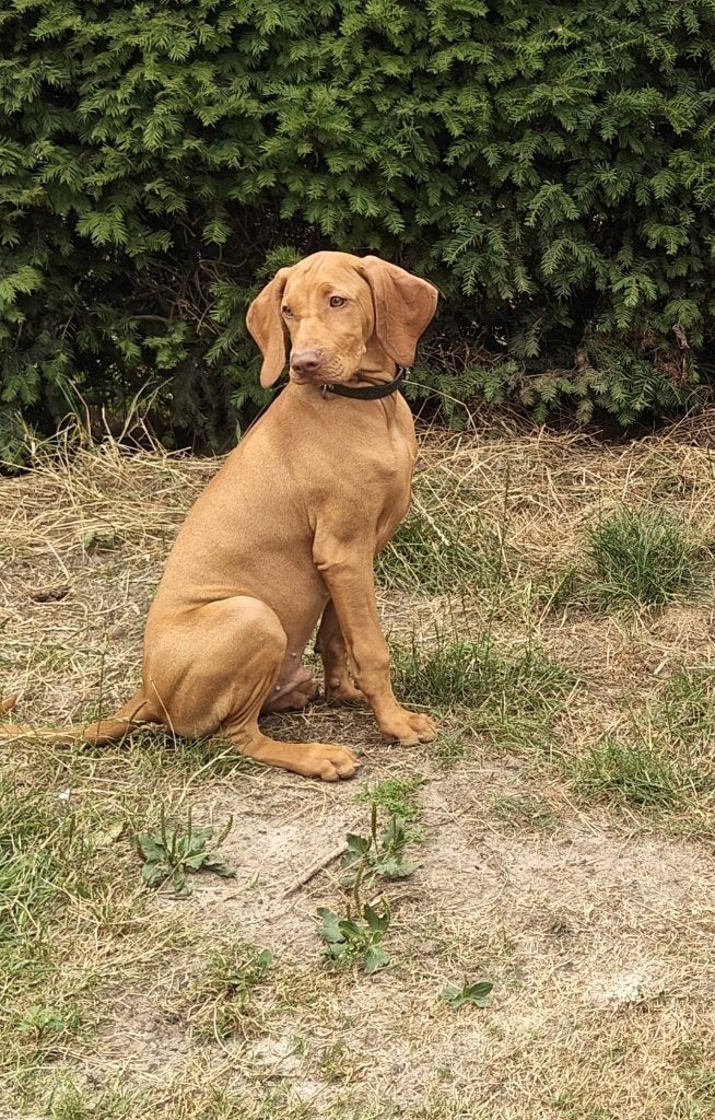Chiot Vizsla, Animaux & Accessoires, Chiens | Setters & Braques, Particulier, Chien (mâle), Maladie de Carré (chiens), Autres races