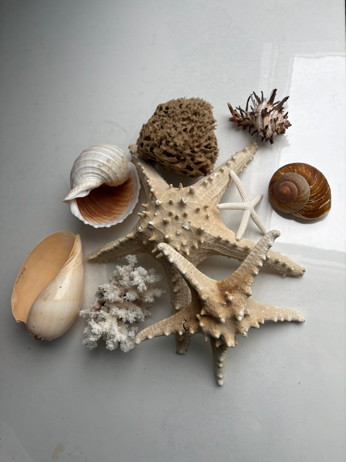 zeevruchten/Fruit de mer, Ophalen, Zo goed als nieuw, Schelpen