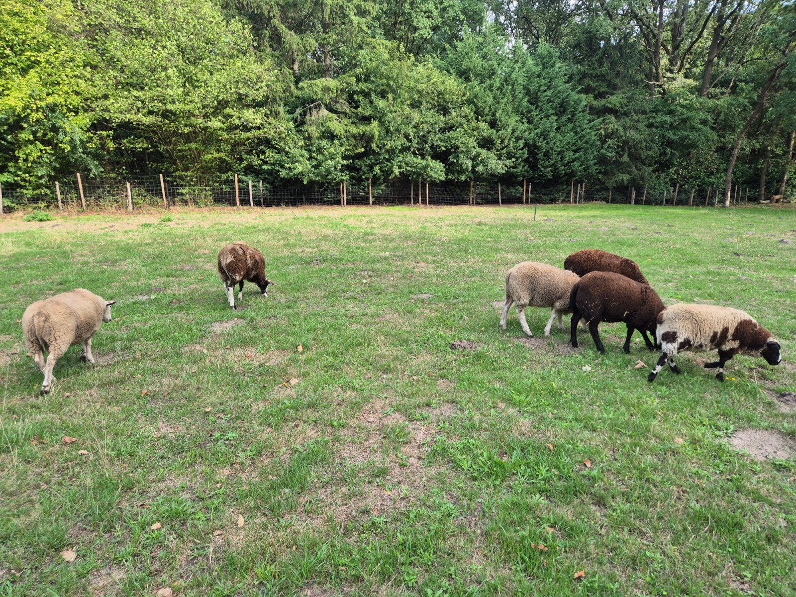 schapen bok / bokken, Mannelijk, Schaap, 0 tot 2 jaar