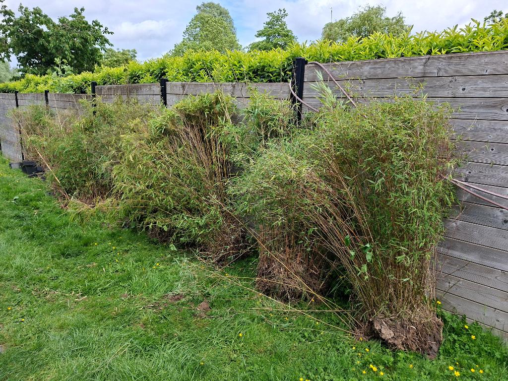 Bamboe fargesia, Ophalen, Bamboe, Haag, 100 tot 250 cm