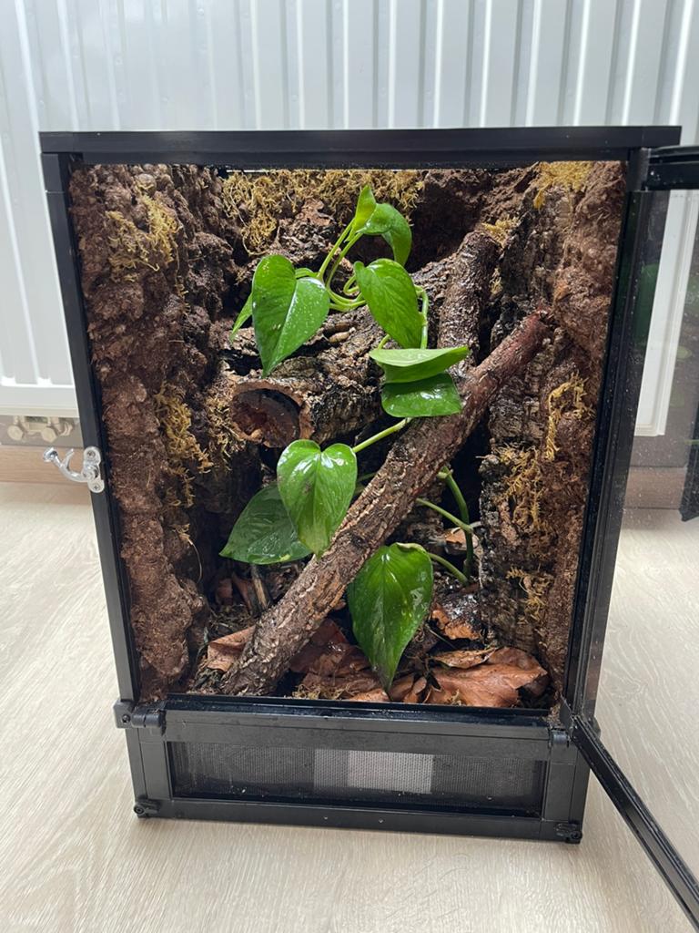 Ingericht bioactief terrarium met kameleongekko, Dieren en Toebehoren, Reptielen en Amfibieën | Toebehoren, Ophalen, Zo goed als nieuw
