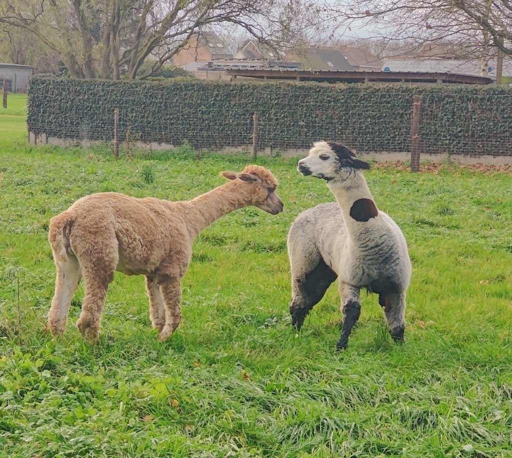 Magnifique étalon en alpaga gris, Animaux & Accessoires, Mâle, Mouton, 3 à 5 ans