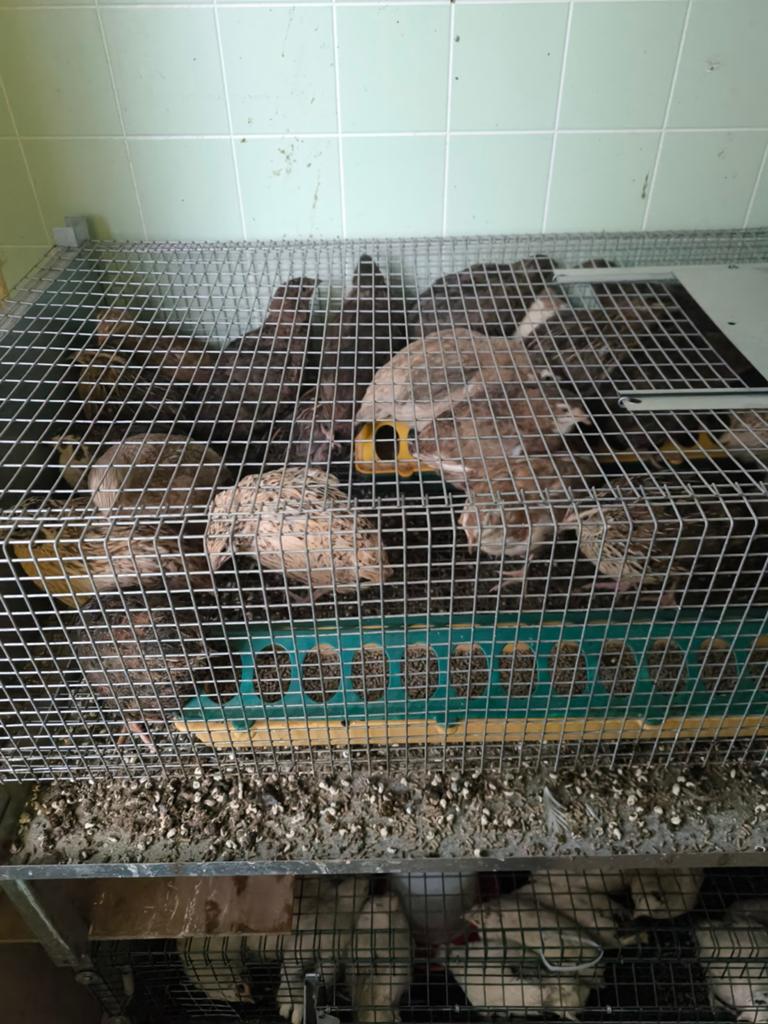Jumbo kwartels, Dieren en Toebehoren, Vogels | Overige Vogels