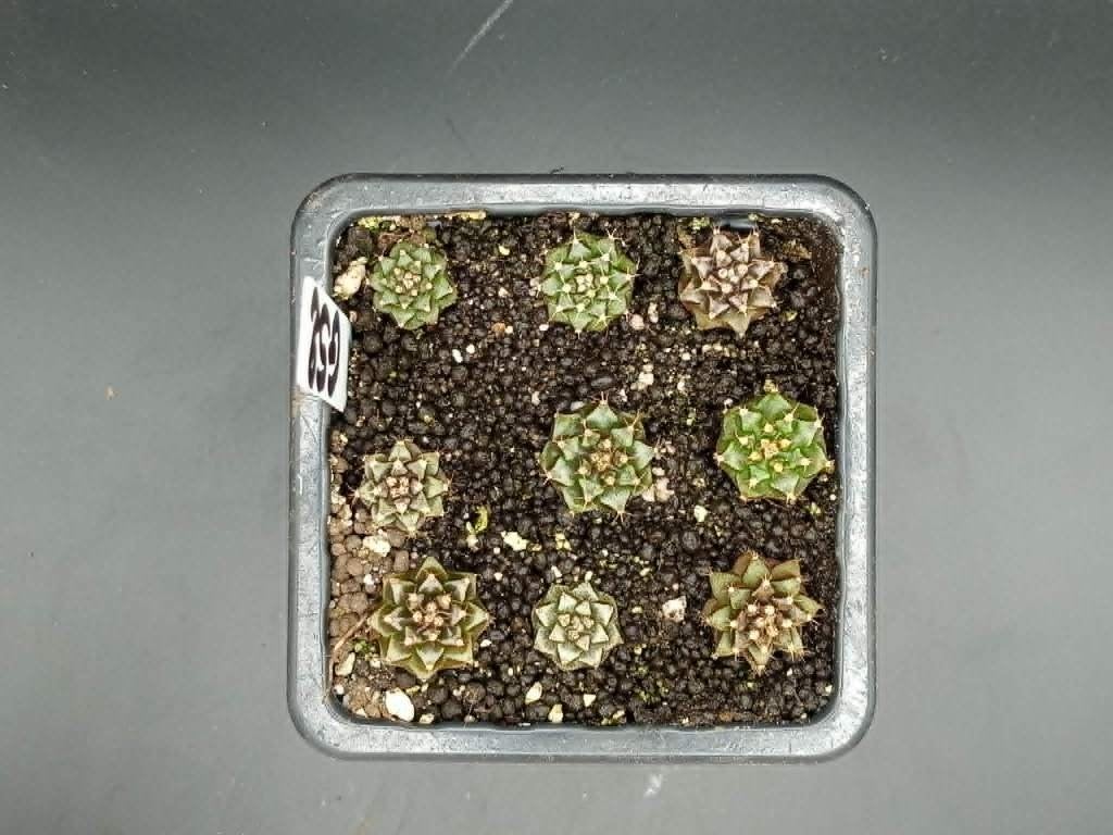 Gymnocalycium mihanovichi GS2, Maison & Meubles, Plantes d'intérieur, En pot, Plein soleil, Moins de 100 cm, Enlèvement