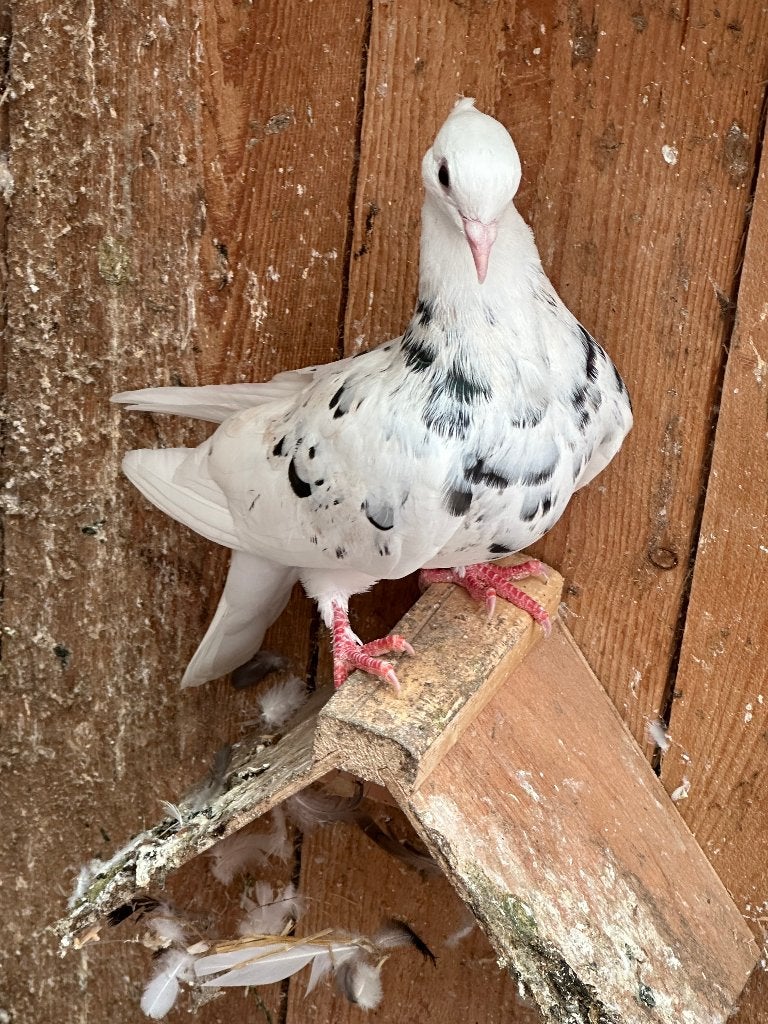 Pigeon hautvolant, Plusieurs animaux, Pigeon culbutant ou Roller