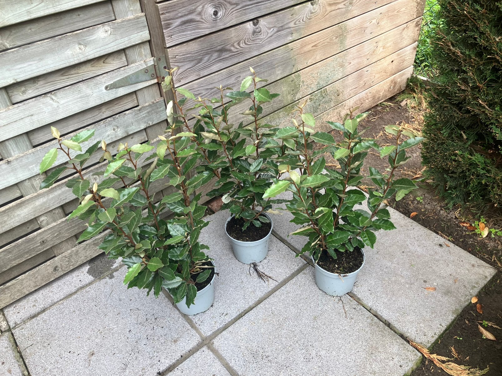 Olijfwilg / Elaeagnus ebb. ‘Compacta’ 40/60 C3, Tuin en Terras, Ophalen