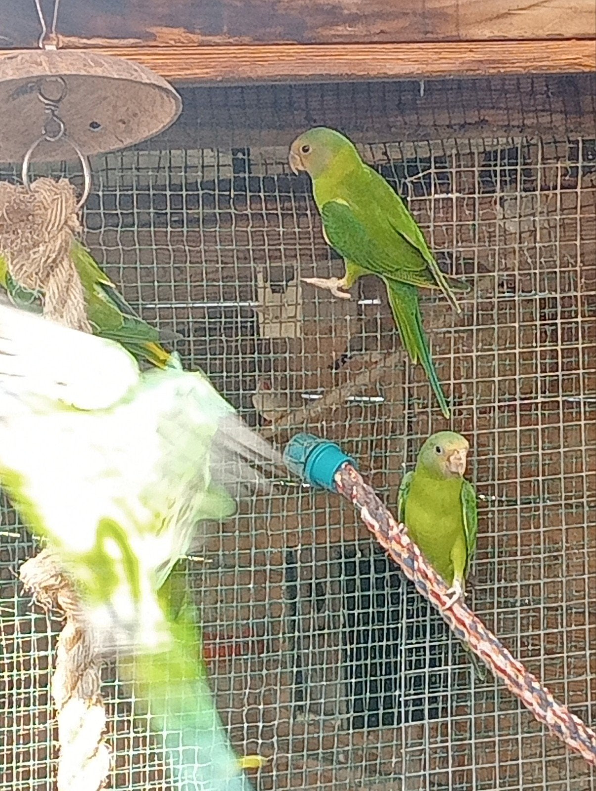 3 pruimekopparkieten, Sexe inconnu, Perroquet, Bagué