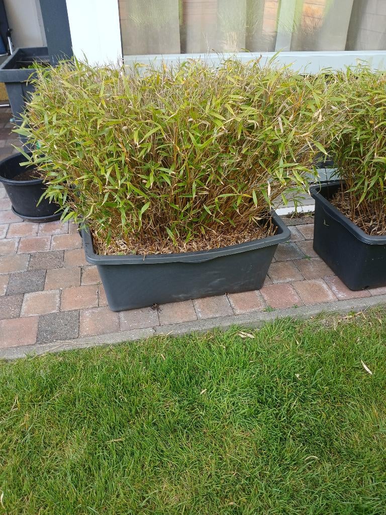 Grote langwerpige bak mer bamboe, Tuin en Terras, Ophalen