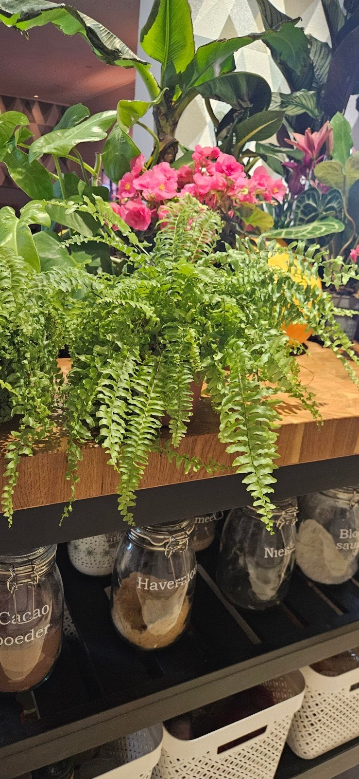 2 Krulvarens  (Nephrolepis exaltata), Tuin en Terras, Ophalen, Vaste plant, Varens, Bloeit niet