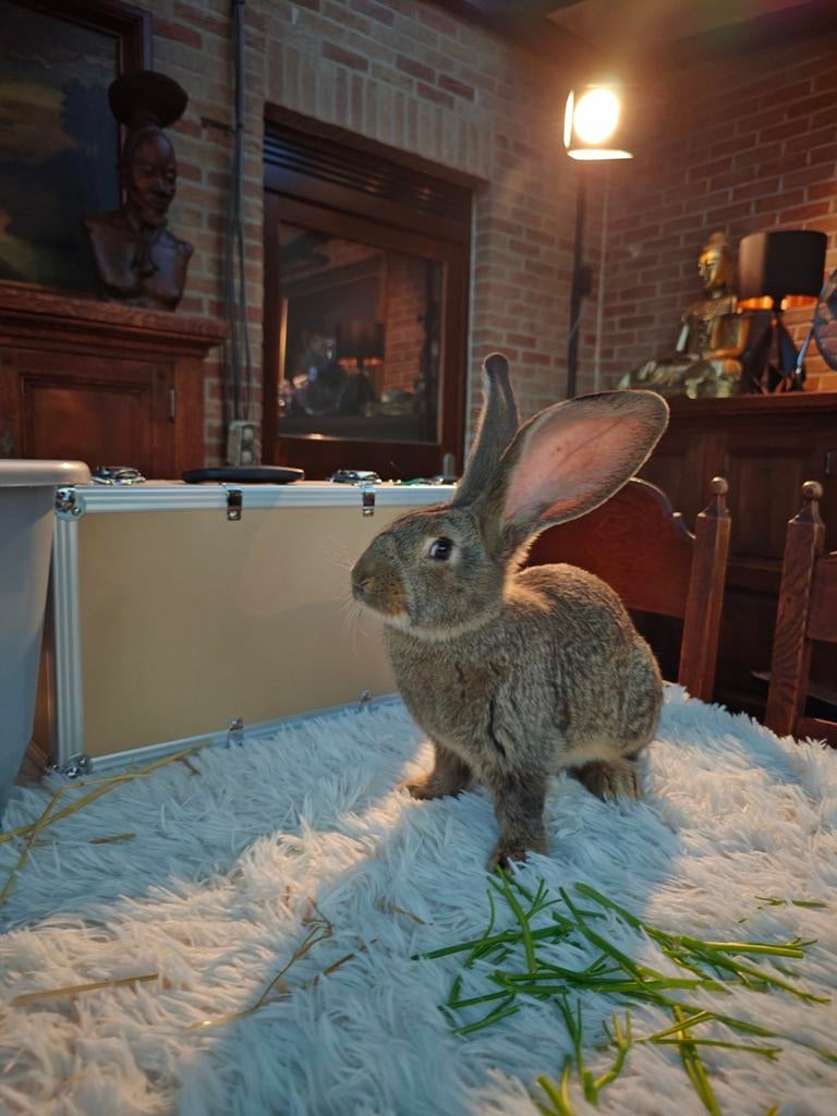 Te koop: Duitse Reuzen Konijnen – Hand tam en lief!, Dieren en Toebehoren