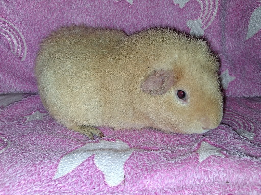 Trio cavia zoeken ern huisje, Animaux & Accessoires, Domestique, Septembre, Plusieurs animaux, Cobaye