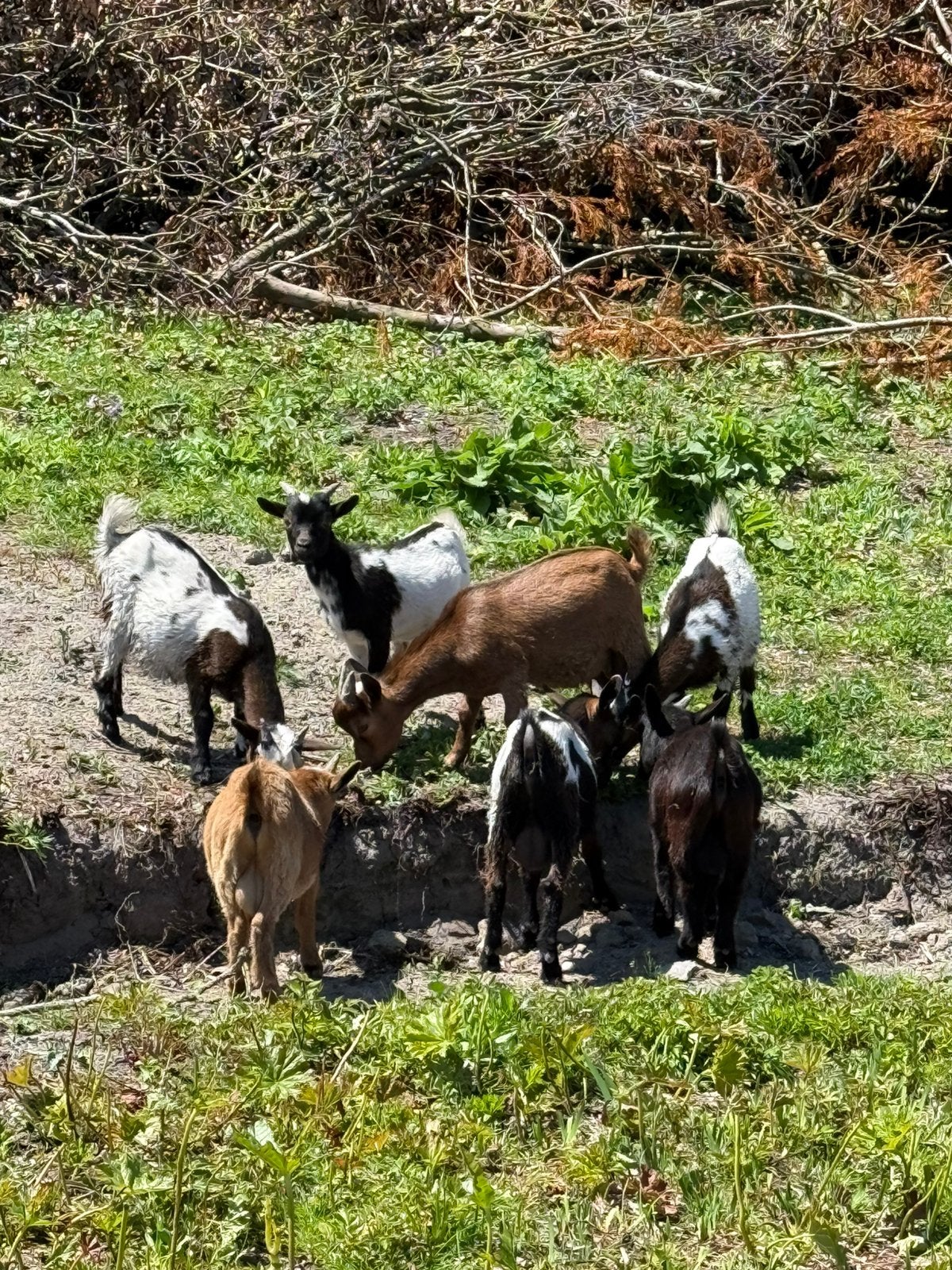 Les chèvres naines etles chèvres de pont parsèment la lignée, Animaux & Accessoires, Mâle, Chèvre, 0 à 2 ans