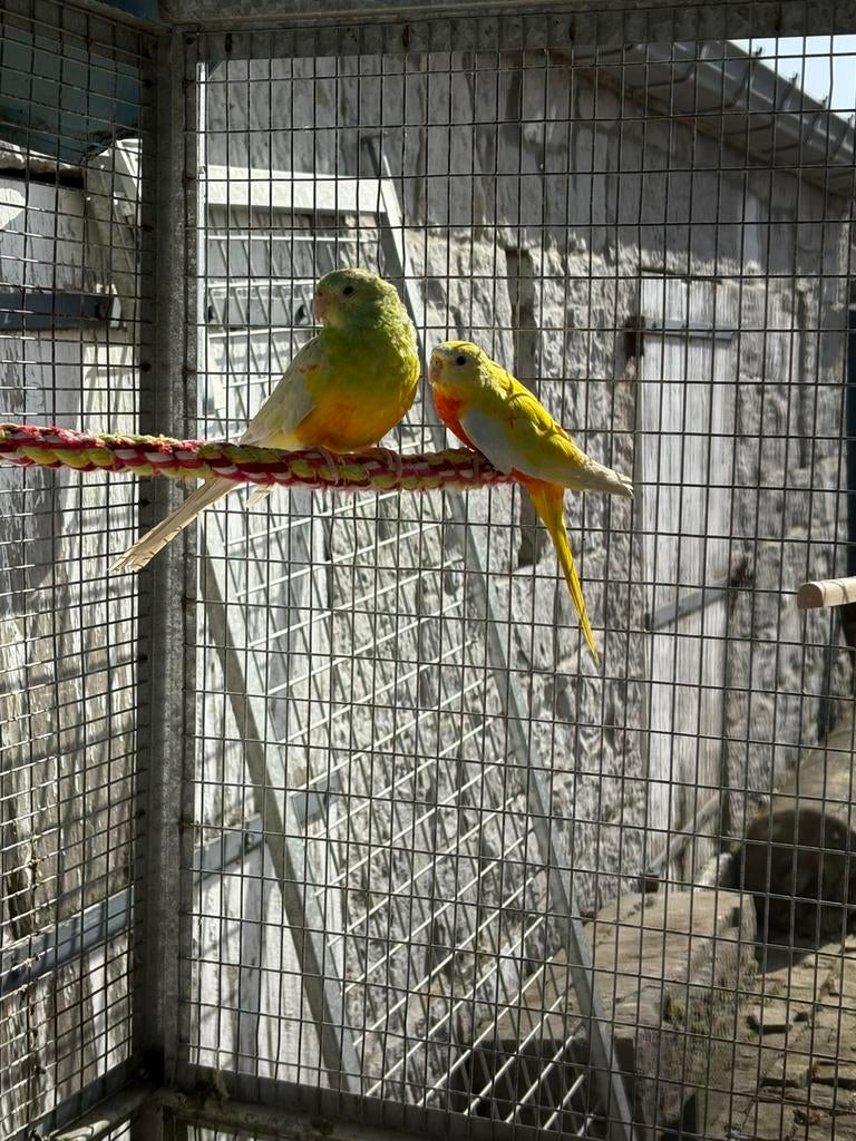 Couple de perruche a croupion de 2025, Dieren en Toebehoren, Vogels | Toebehoren, Ophalen
