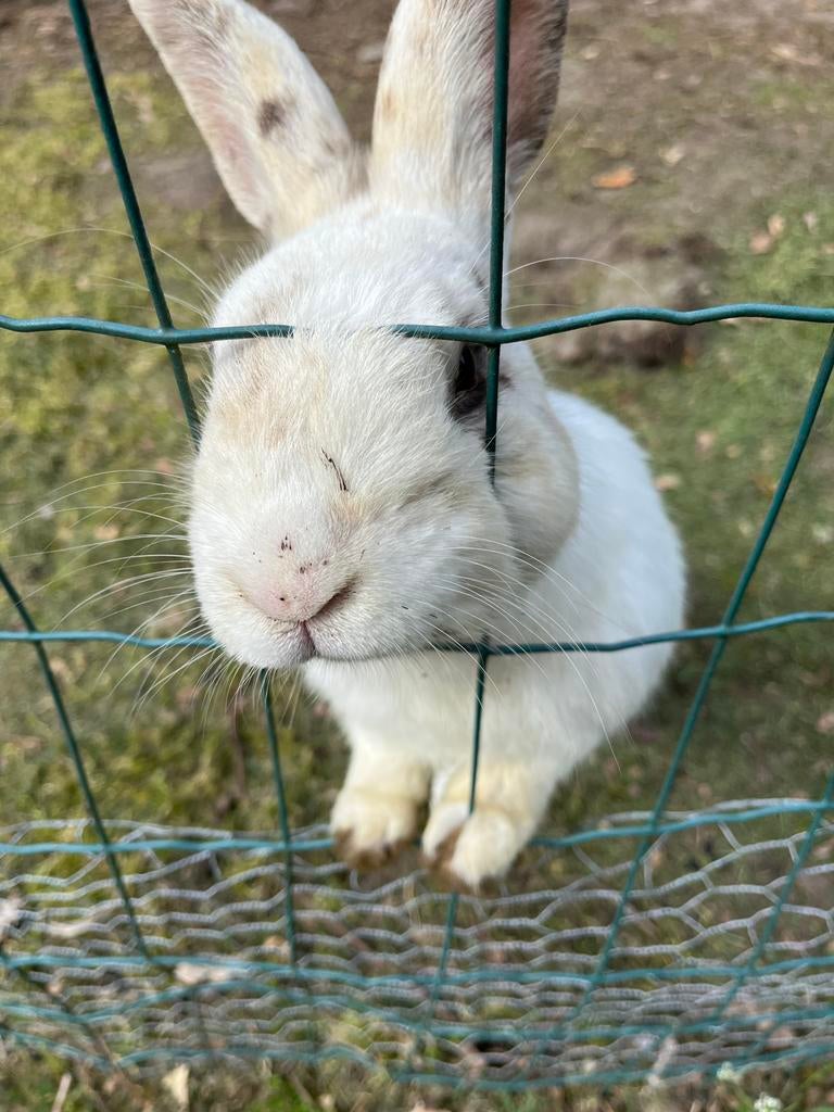 Konijnen te koop, Dieren en Toebehoren