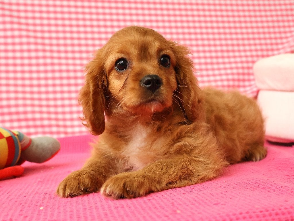 Super mooie Cavapoo pups!, Dieren en Toebehoren, 15 weken tot 1 jaar, Buitenland, Meerdere, Meerdere dieren