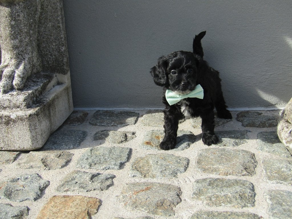 cavapoo puppy's, Animaux & Accessoires, Petit, Maladie de Carré (chiens), Chienne, Belgique