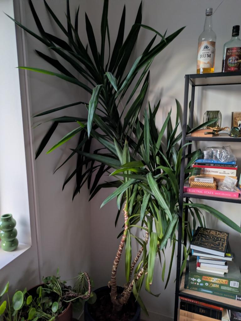 Kamerplant Yucca, Huis en Inrichting, Kamerplanten, Ophalen, Yucca