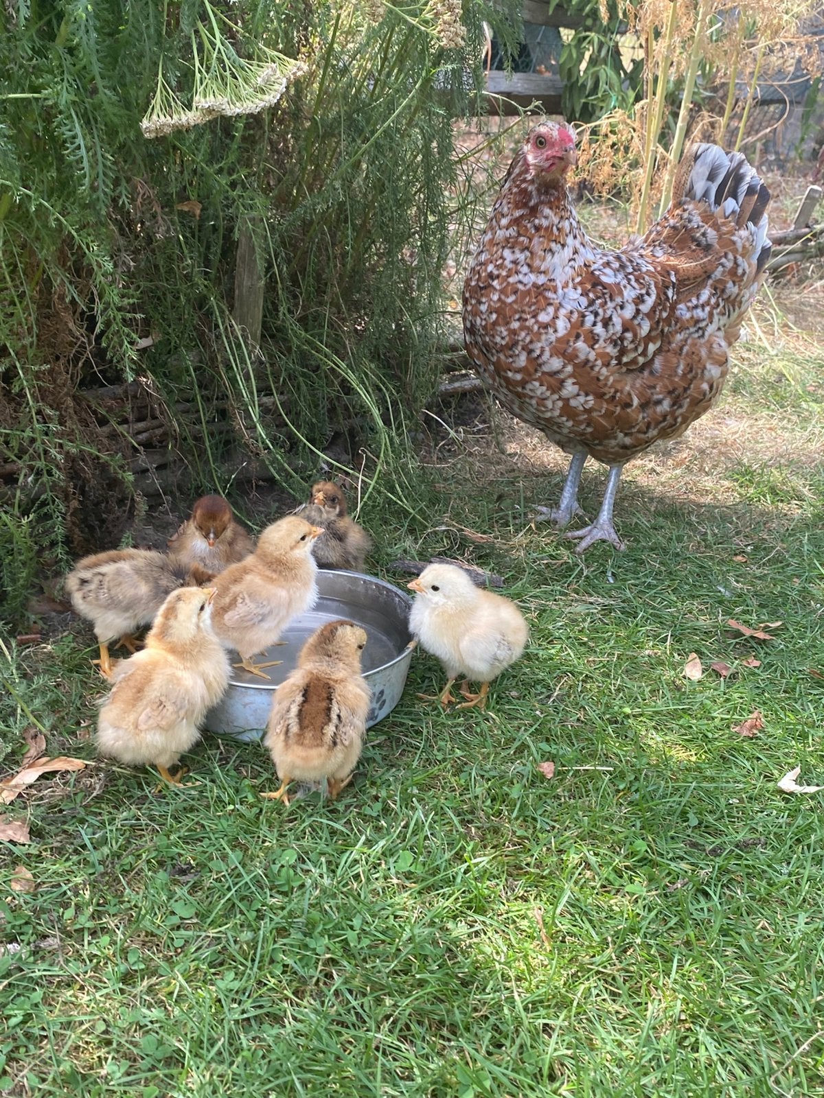 Moederkip met 7 kuikens, Dieren en Toebehoren, Pluimvee, Meerdere dieren, Kip