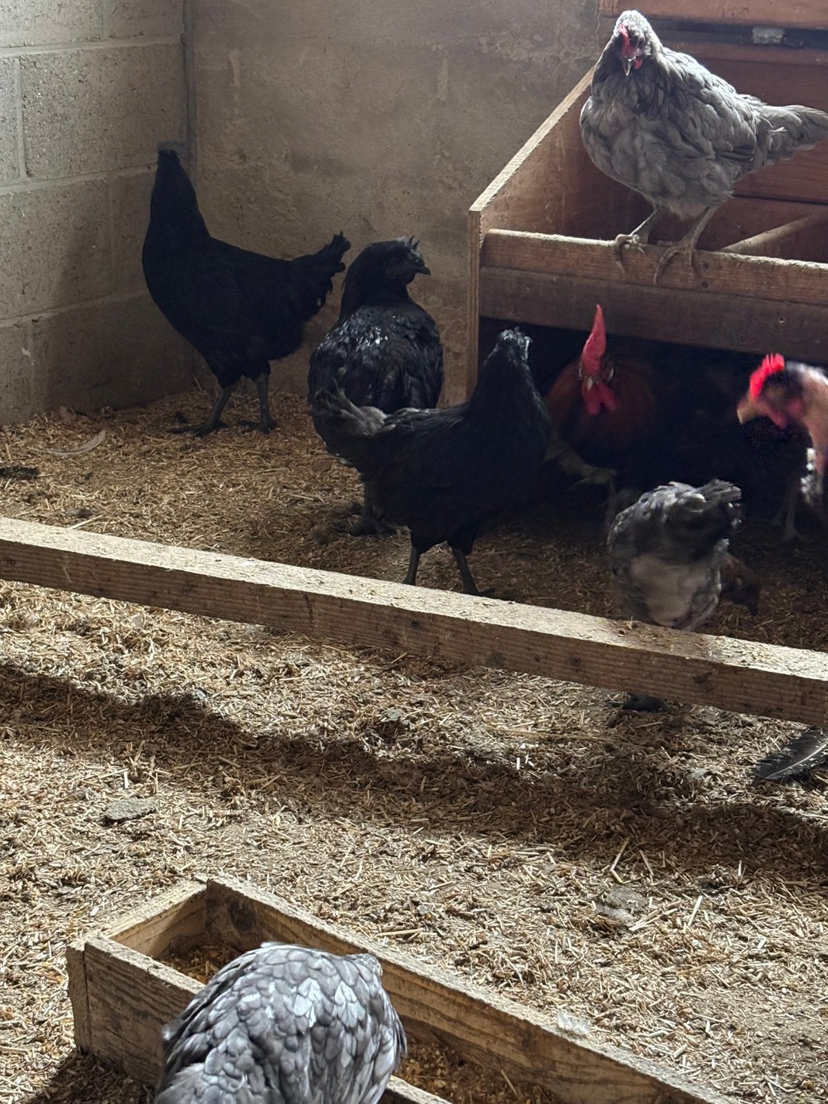 Poulets à vendre