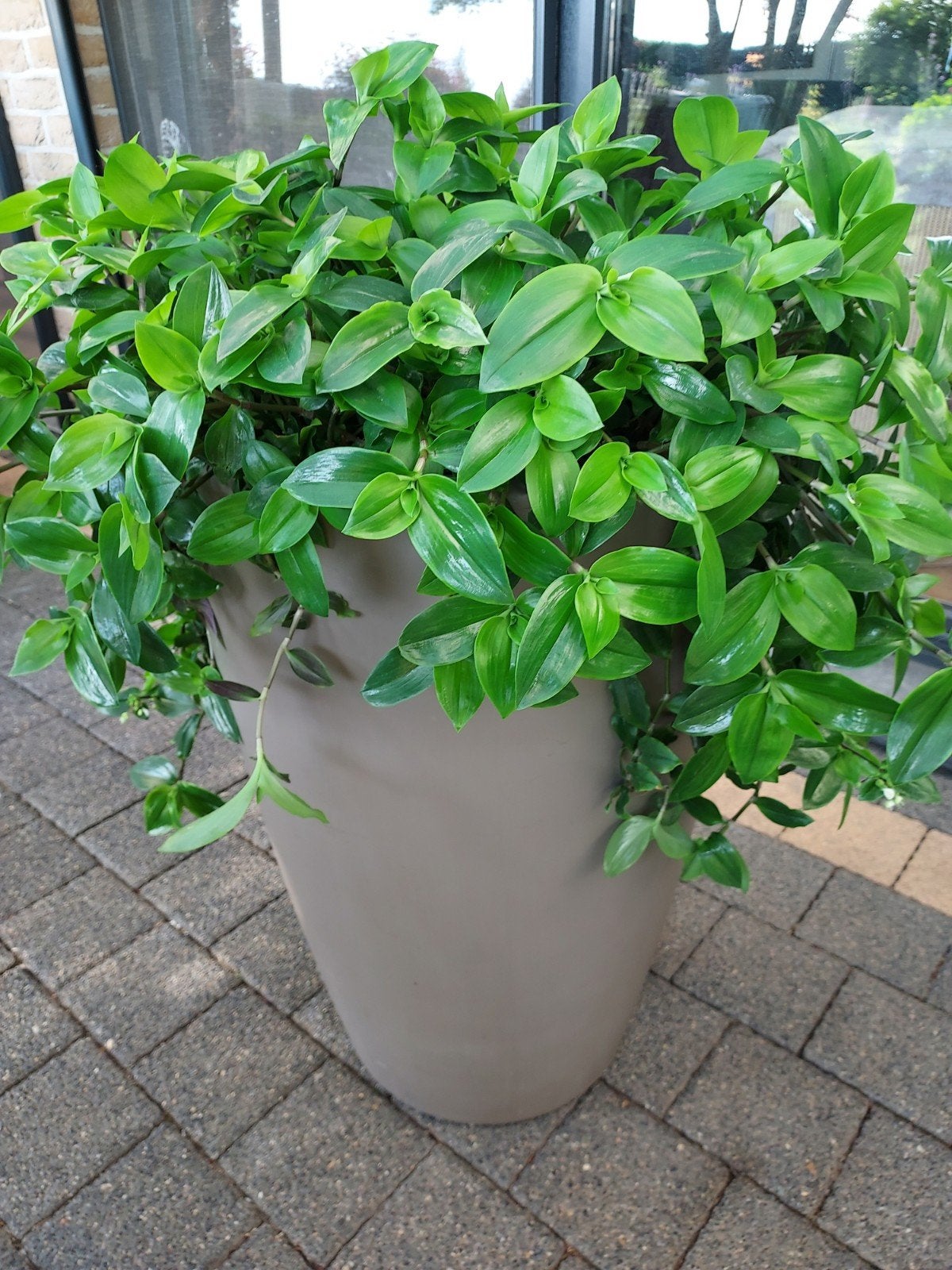 Pot & plant, Tuin en Terras, Planten | Tuinplanten, Ophalen