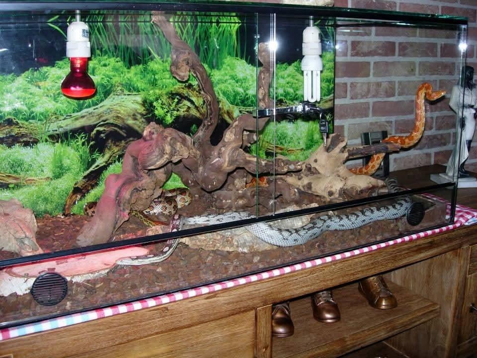 Terrarium met toebehoren, Dieren en Toebehoren