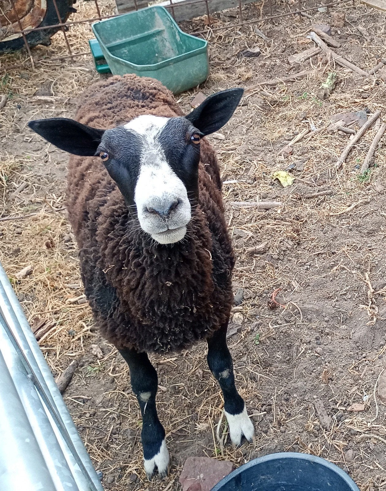 Mouton Zwartbles Bélier, Animaux & Accessoires, Moutons, Chèvres & Cochons