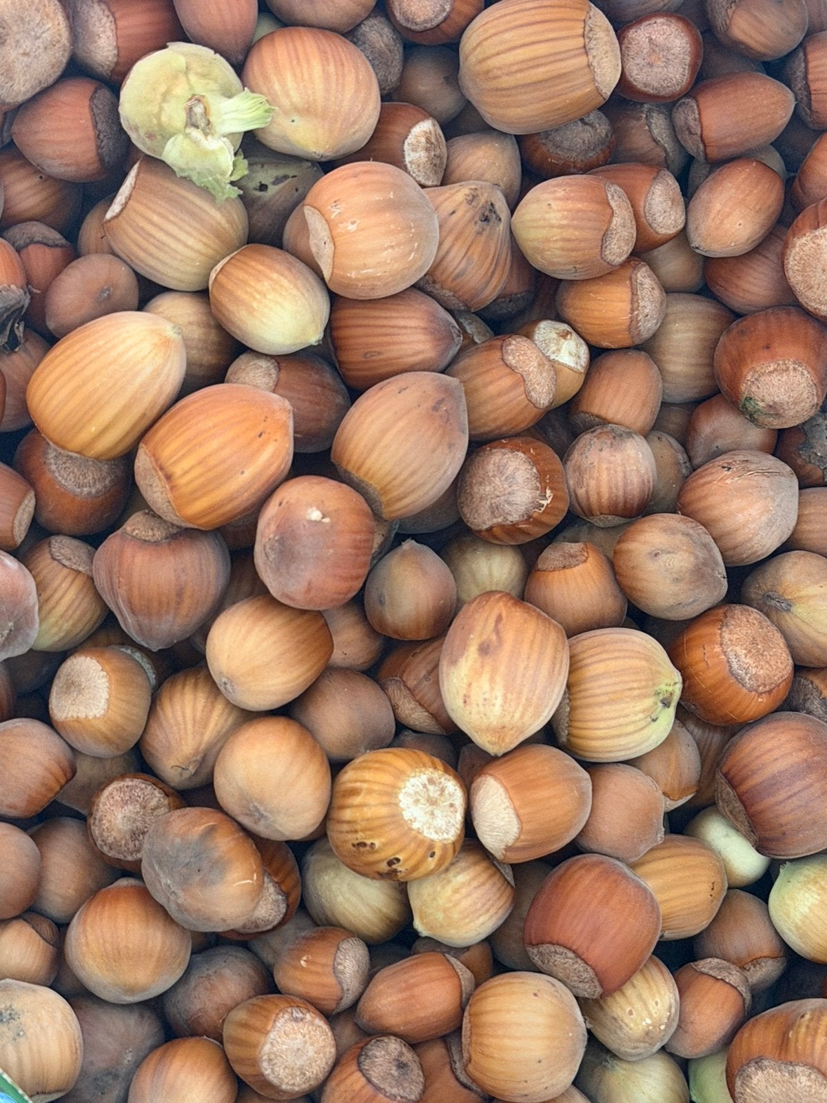 Noix et noisettes, Enlèvement