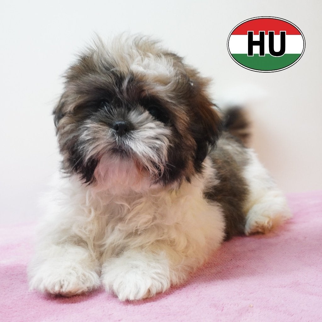 Shih Tzu - Lieve pups te koop, Parvo, 15 weken tot 1 jaar, Buitenland, Meerdere
