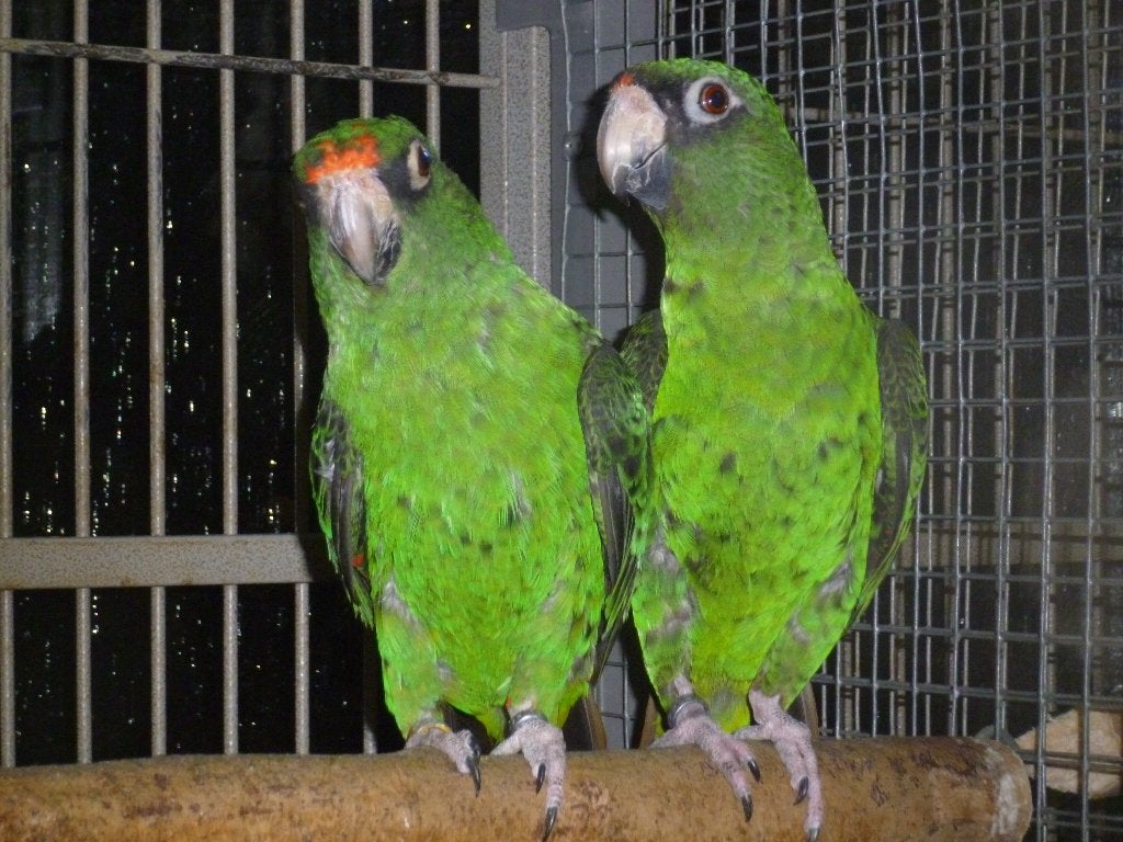 Jardine-papegaaien/Poicephalus G.Massaicus., Plusieurs animaux, Perroquet, Bagué