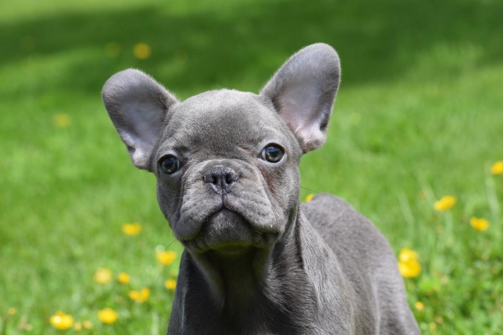 Franse bulldog pups, 15 weken tot 1 jaar, Buitenland, Meerdere, Meerdere dieren
