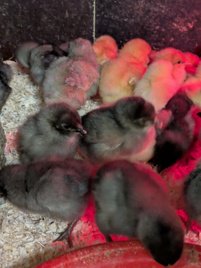 paaskuikentjes - kuikentjes legkip, Dieren en Toebehoren