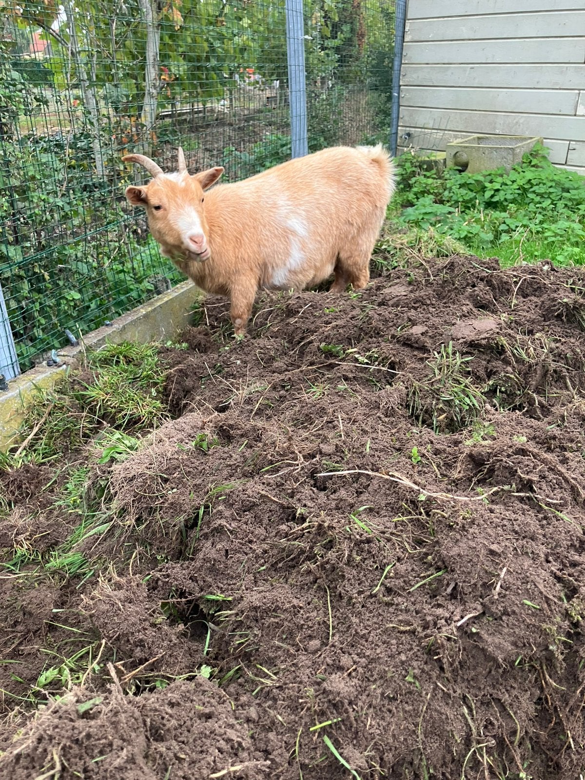 Prachtige dwerggeit, Dieren en Toebehoren, Vrouwelijk, Geit, 0 tot 2 jaar