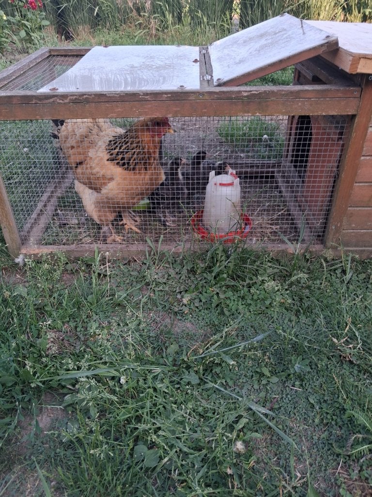 brahma kriel met kuikens, Femelle, Poule ou poulet