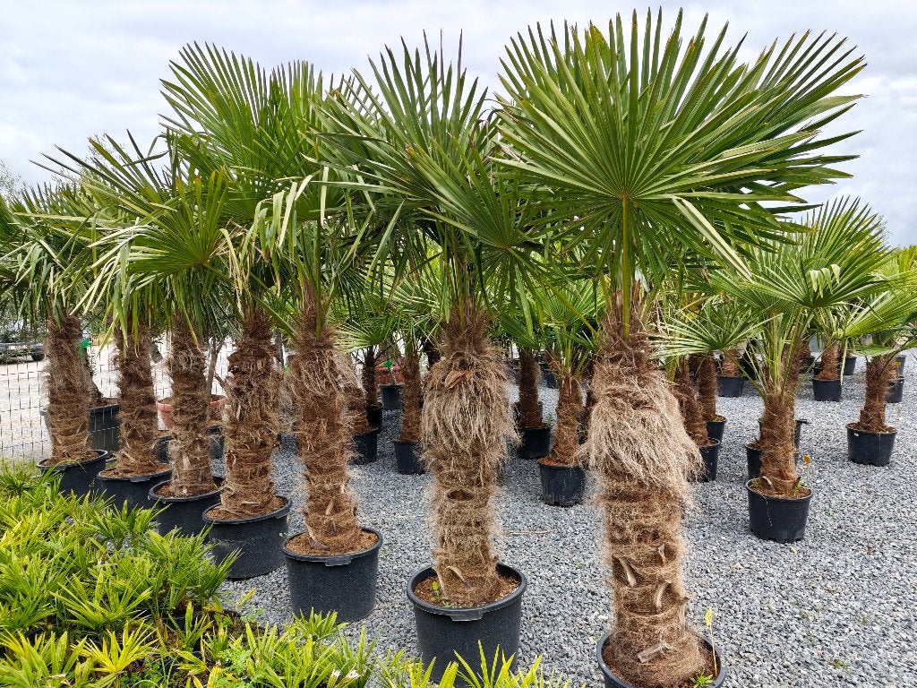 Trachycarpus Fortunei palmboom, Tuin en Terras, Planten | Bomen, Ophalen, Palmboom