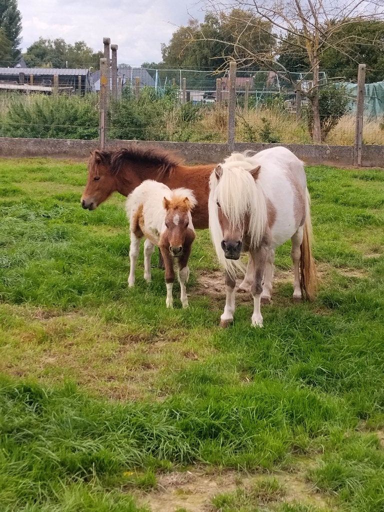 Brave merrie met super aanhankelijk veulen, Jument
