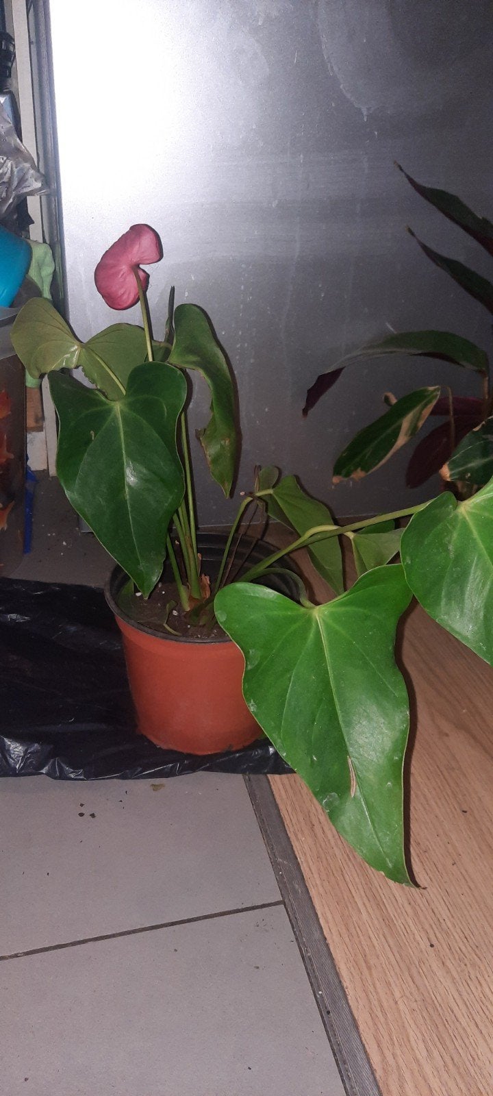 vendu! plante Anthurium andraenum flamand rose langue de feu, Ophalen, Overige soorten, Halfschaduw, In pot