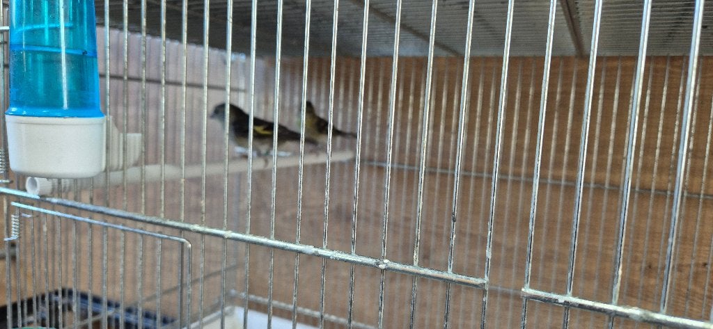 baardsijzen, Dieren en Toebehoren, Vogels | Overige Vogels, Vrouwelijk, Tropenvogel, Tam