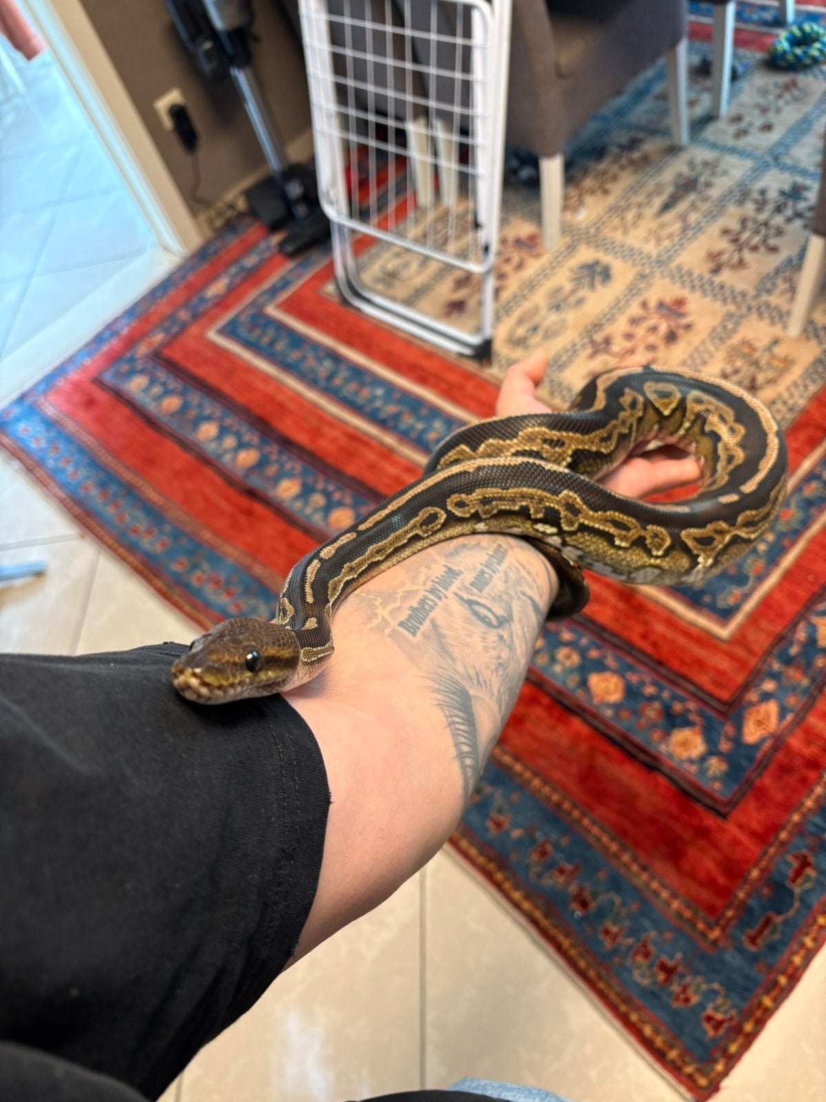 Koningspythons - volwassen, Serpent, Domestique