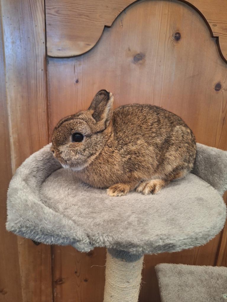Kleurdwerg konijntjes, handtam, Animaux & Accessoires, Lapins