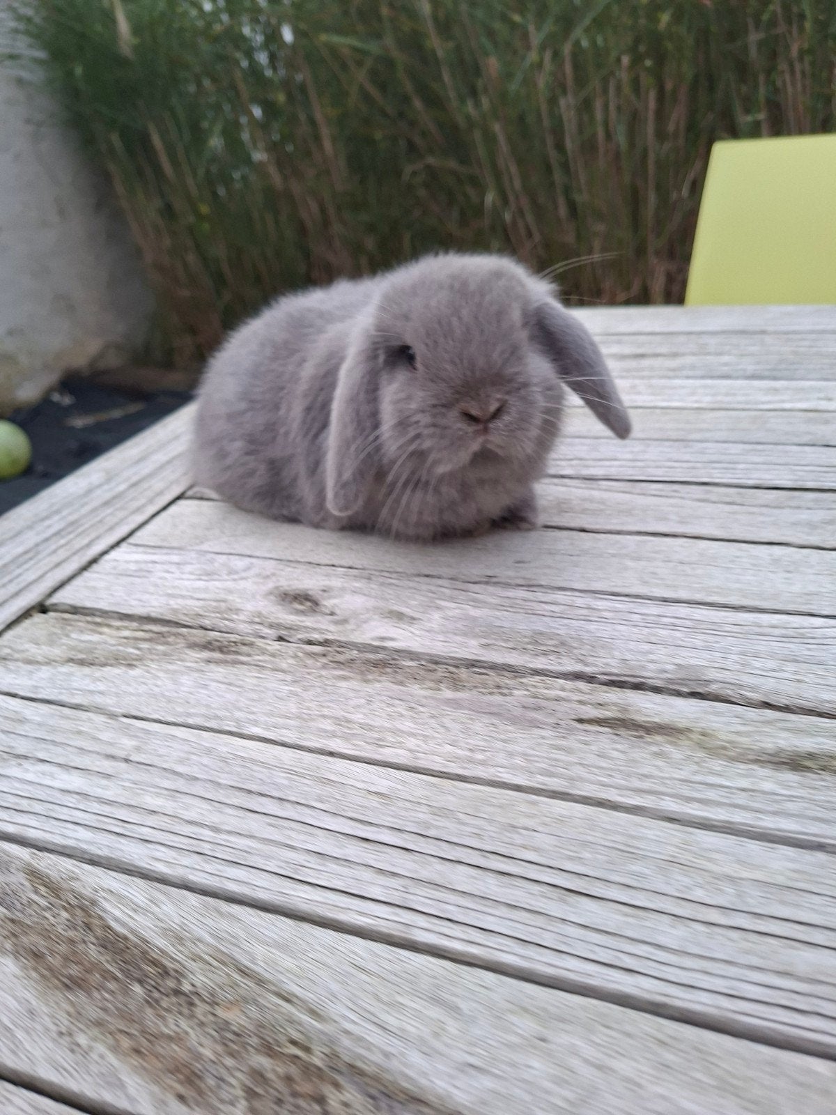 blauw minilop rammetje gezelschapskonijntje, Dieren en Toebehoren, Klein