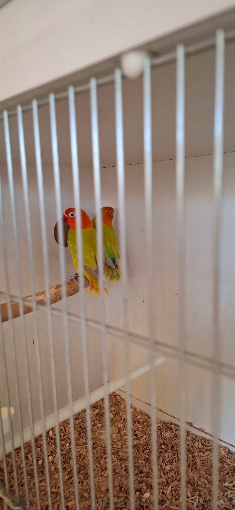 Agapornis Fischeri Dilute Opaline, Dieren en Toebehoren, Vogels | Parkieten en Papegaaien, Meerdere dieren, Dwergpapegaai of Agapornis