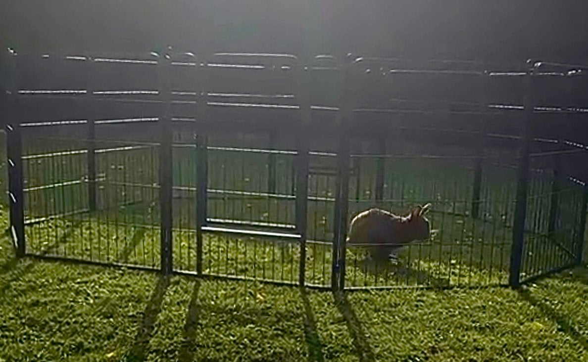 puppyren met 2 deuren, Dieren en Toebehoren, Hondenhokken, Hondenkennel, 110 cm of meer, 65 tot 100 cm, Nieuw