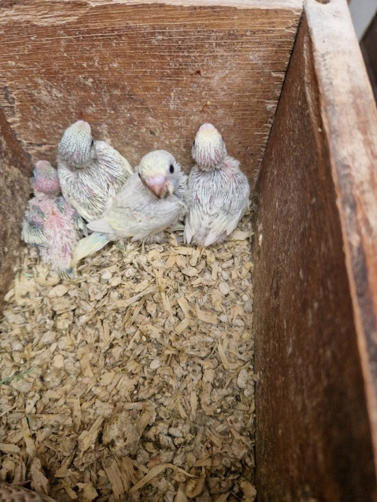 Verschillende jonge grasparkieten ideaal met papvoeding., Dieren en Toebehoren, Parkiet, Tam