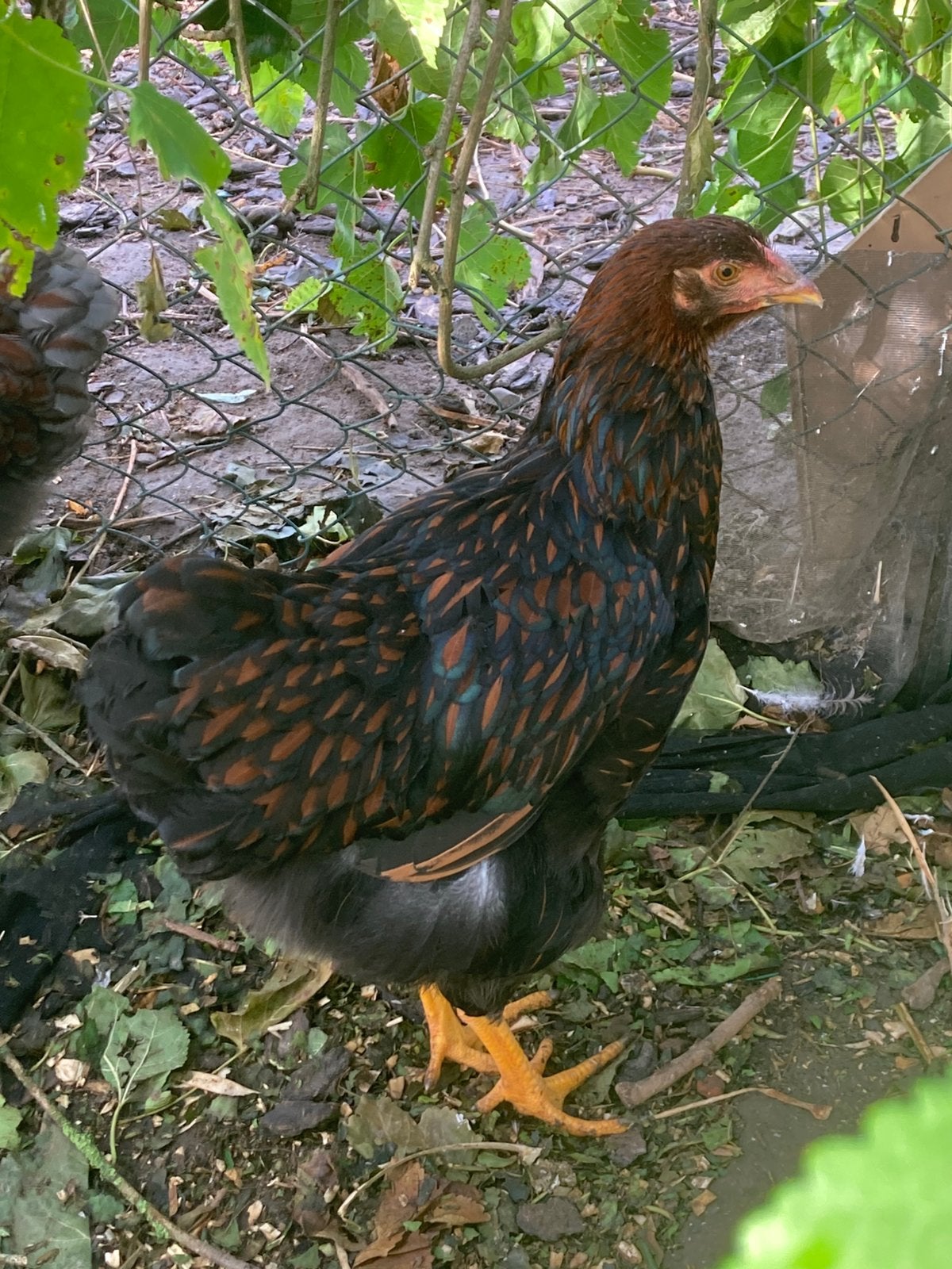 Wyandotte groothoender goud zwart gezoomd, Animaux & Accessoires, Poule ou poulet