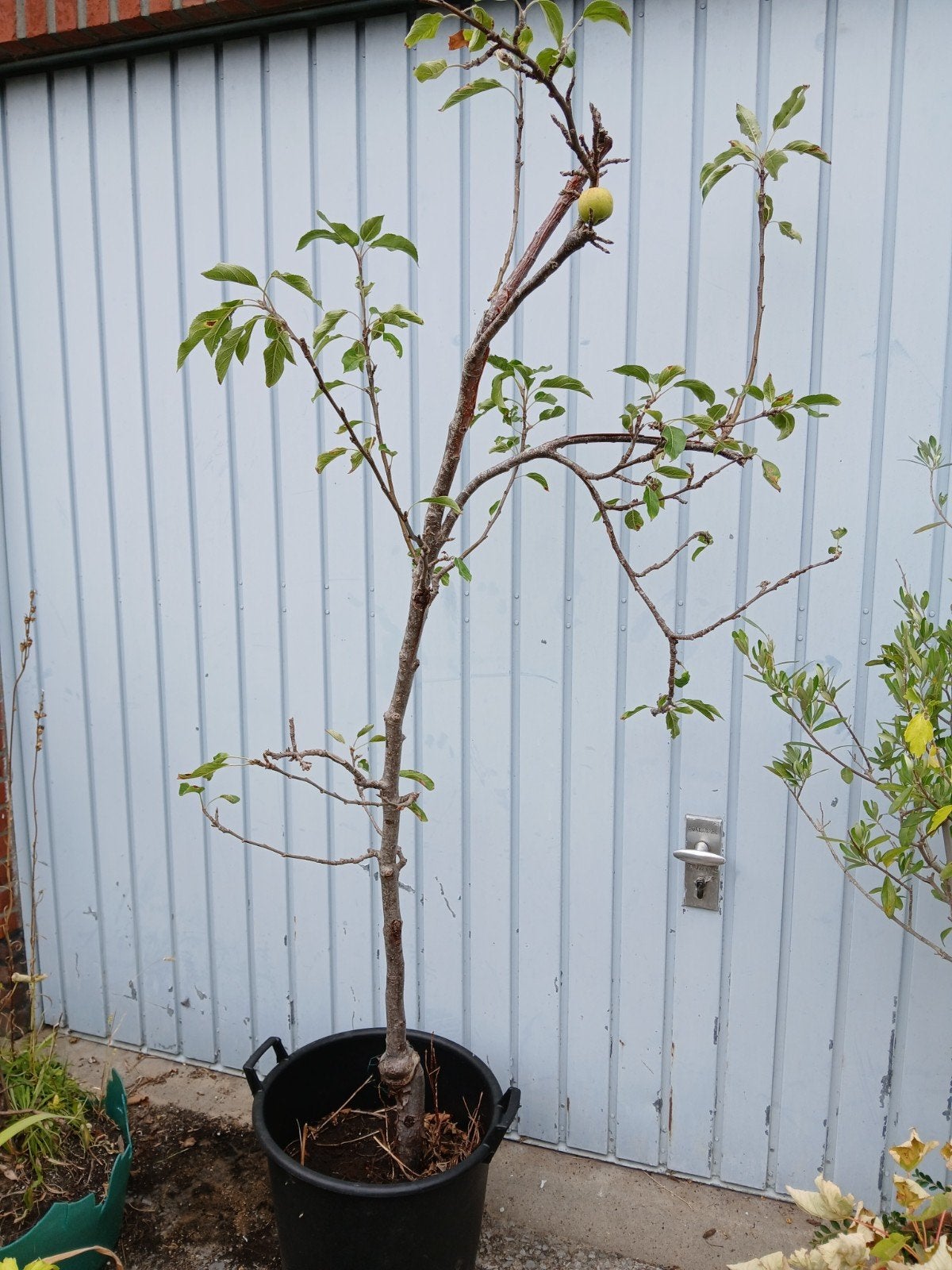 Appelboom, Ophalen