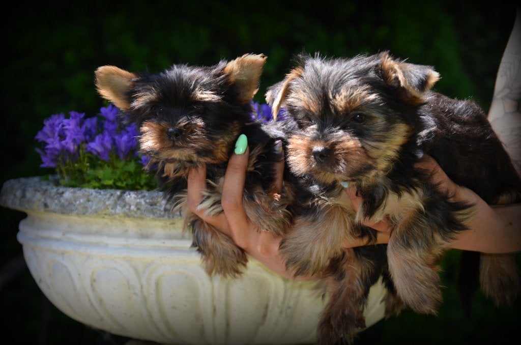 Yorkshire Terrier pups, Dieren en Toebehoren, Honden | Jack Russells en Terriërs, Yorkshire Terriër, België, 15 weken tot 1 jaar